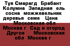 Туя Смарагд, Брабант, Колумна, Западная, ель, сосна, можжевельник, деревья, семе › Цена ­ 10 - Московская обл., Москва г. Сад и огород » Другое   . Московская обл.,Москва г.